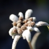 Leontopodium alpinum 'Mignon' -- Kleines Edelweiß